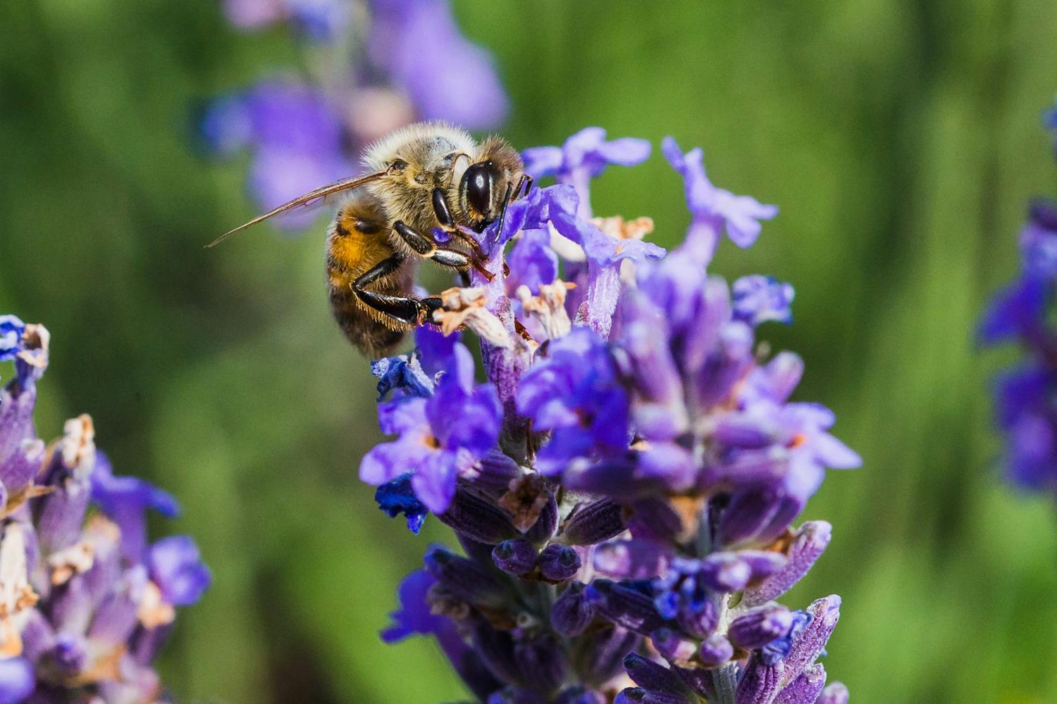 Lavender,Fields,With,Bees,And,Butterflies,Closeup Mehiläinen kukassa.